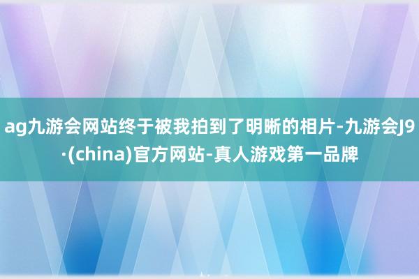 ag九游会网站终于被我拍到了明晰的相片-九游会J9·(china)官方网站-真人游戏第一品牌